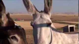 Donkeys Braying