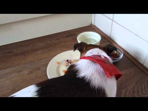 Snoopy eet lekker gekookt kippenhartjes
