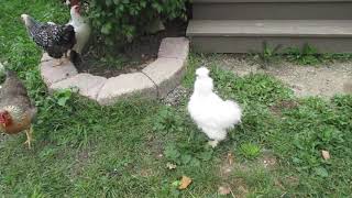 Celebrity 4 Month Old Silkie Rooster Crows Wealth