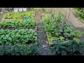 Vegetables harvesting in mini garden 2020 pictures compilations