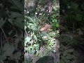 Ботаническая загадка. Узнали растение?