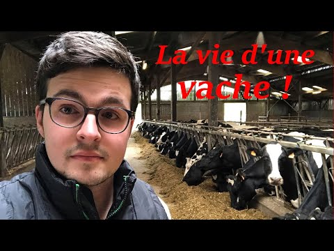 Vidéo: La Vie Sociale Des Vaches