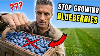 Superfruit Better Than Blueberries – The Unknown Berry You Can Grow at Home, Backyard Garden