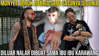 Download Lagu MONYET BERUK HYBRID SATU SATUNYA DIDUNIA. DILUAR NALAR DIBUAT SAMA IBU IBU KARAWANG. BOMBOM BERBAGI MP3 Download Lagu MONYET BERUK HYBRID SATU SATUNYA DIDUNIA. DILUAR NALAR DIBUAT SAMA IBU IBU KARAWANG. BOMBOM BERBAGI MP3