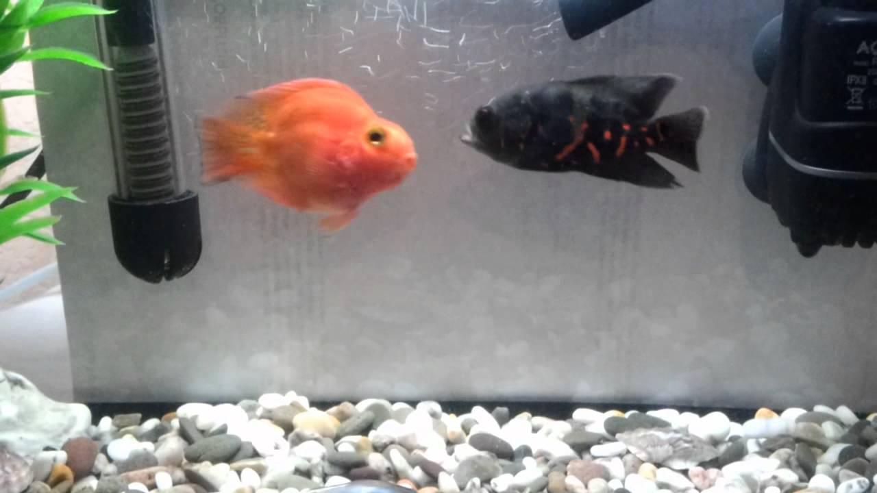 Fish fights. Part 1. Red Parrot vs Astronotus Tiger oscar Fish fights. Part 1. Red Parrot vs Astronotus Tiger oscar