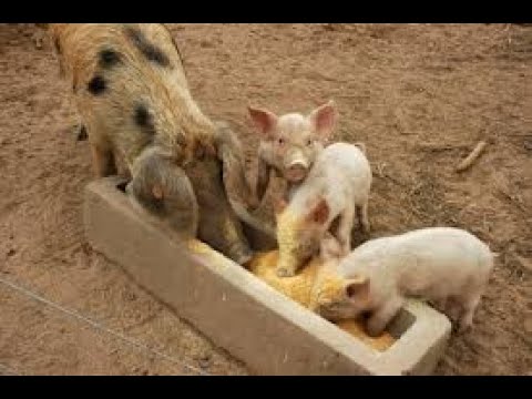 Vidéo: Comment préparer les aliments pour porc ?