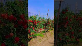 Chal Tere Ishq Me Pomegranate अनर क बग