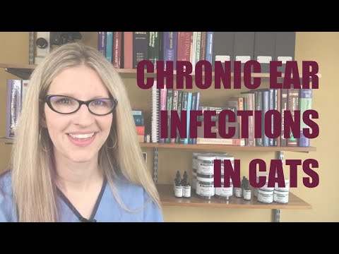 Wideo: Przewlekłe infekcje ucha (przewlekłe zapalenie ucha) u kotów