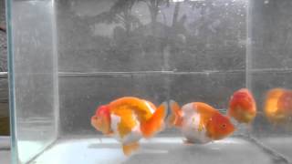 Nevada Goldfish - Indonesia: Red and Red-white Ranchu