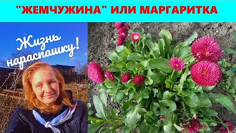МАРГАРИТКА/В ПЕРЕВОДЕ - ЖЕМЧУЖИНА