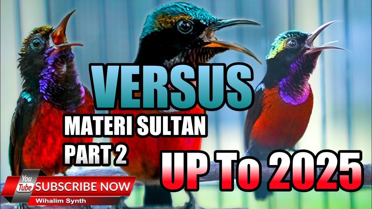 KOMPILASI MASTERAN KONIN JUARA - SULTAN PART 2 COCOK UNTUK MASTERAN KOLIBRI NINJA FULL ISIAN TERBAIK