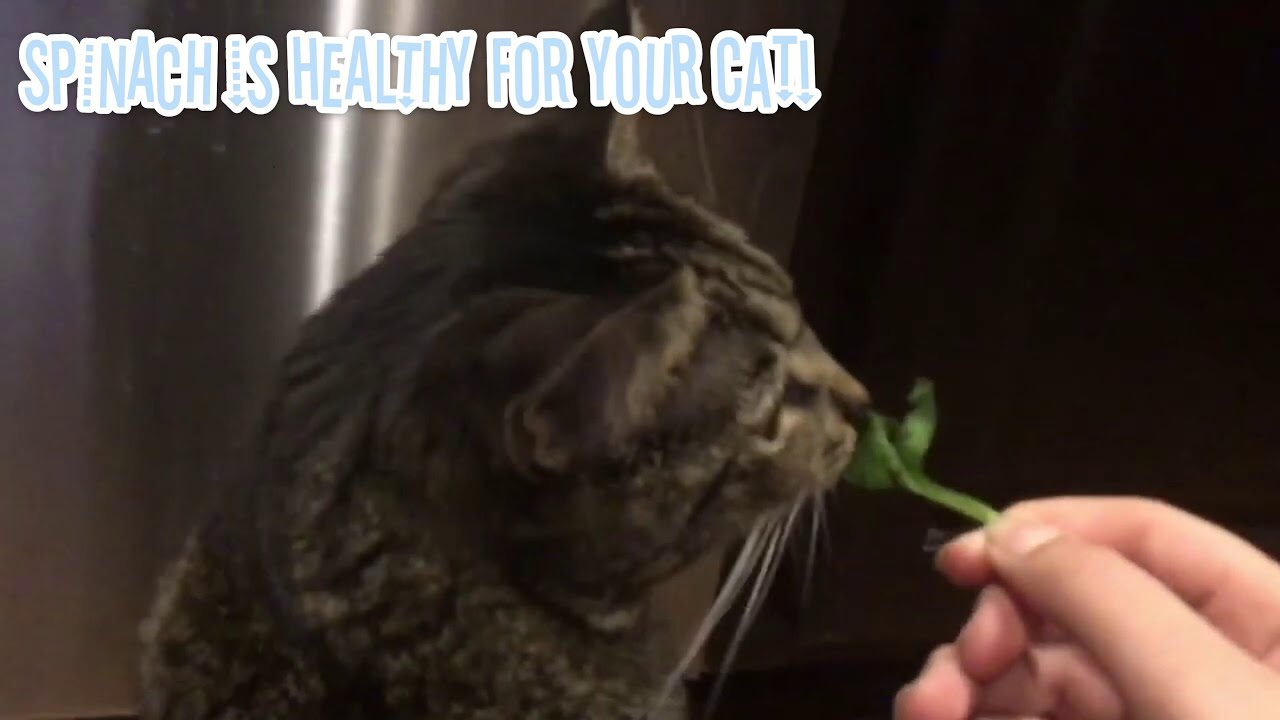 How to have your cat(s) stop eating your plants! // Life Hacks with Cats and SAC - YouTube