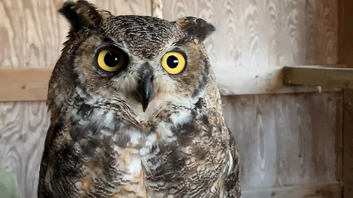 Dr. Laura Johnson and Great Horned Owl Robbie