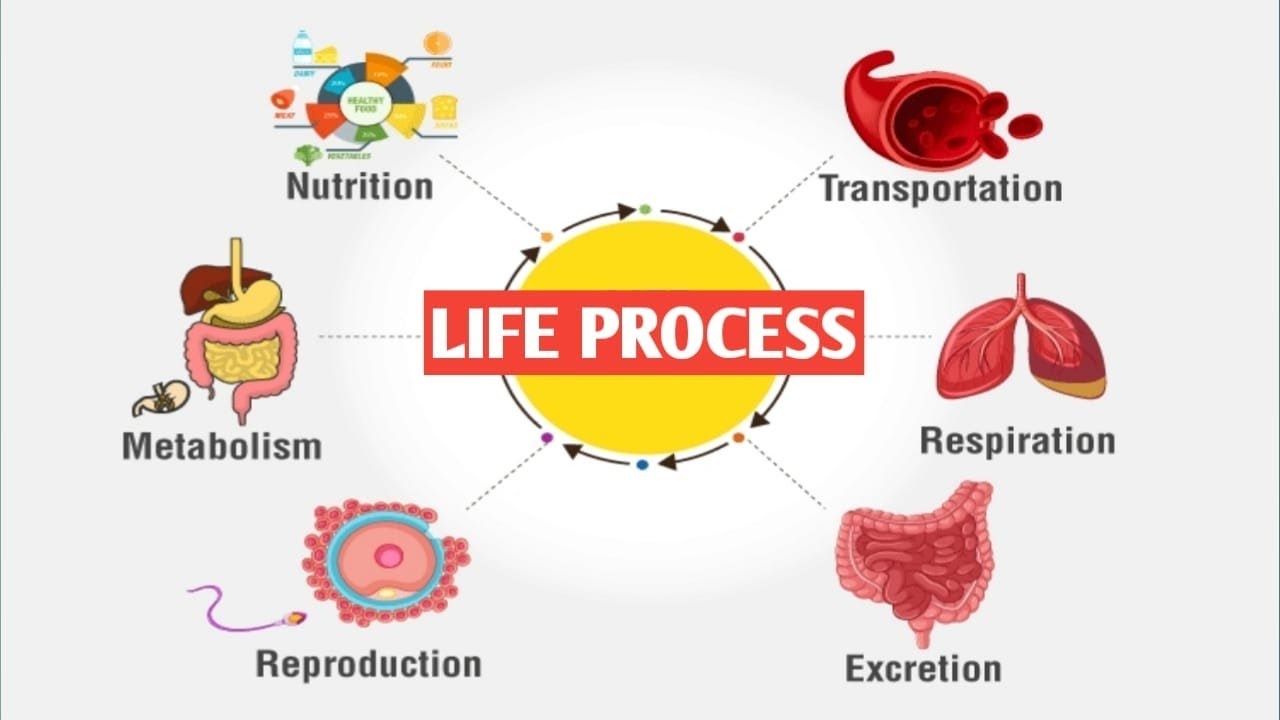 Heterotrophic Nutrition. Processes of Life. Nutrition Biology. Life processes