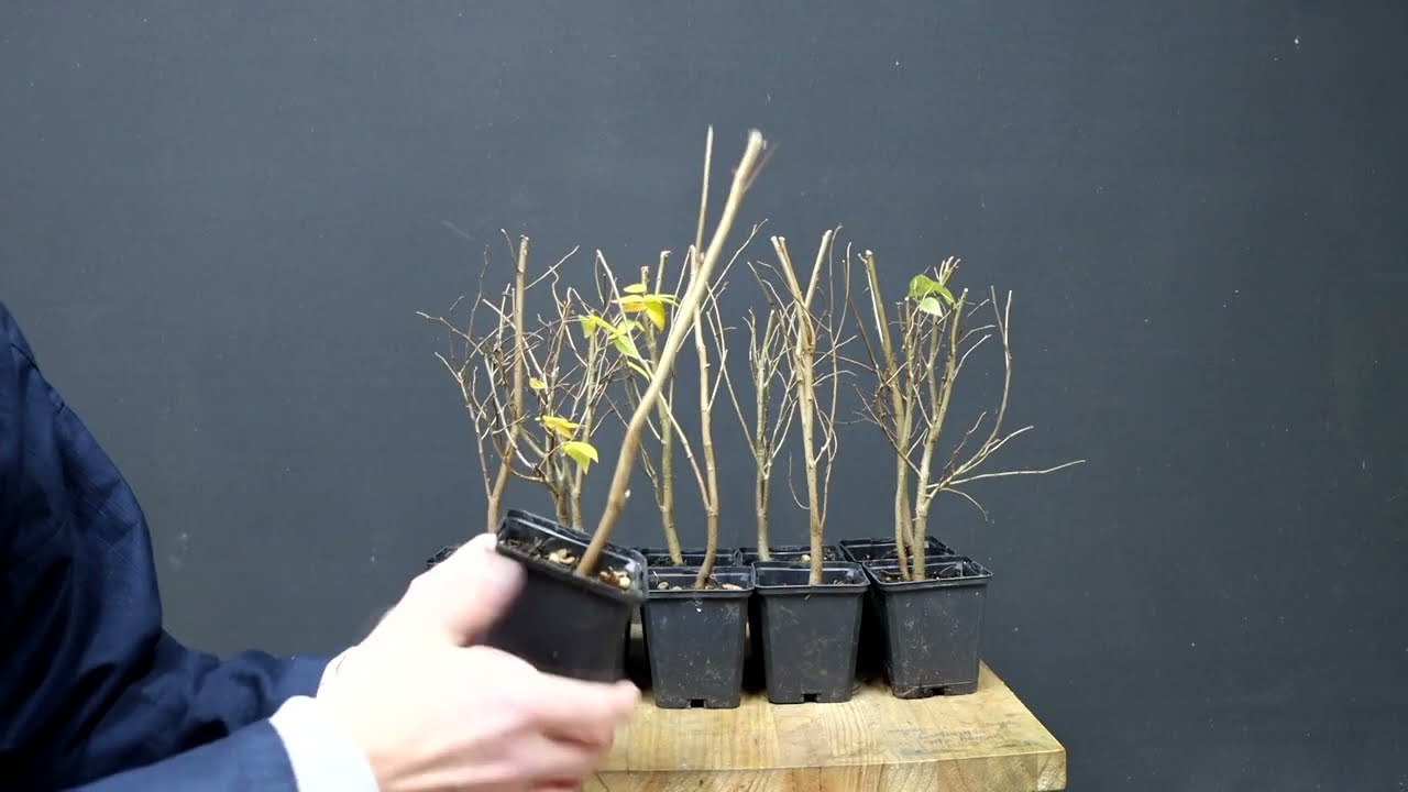 formacion de zelkovas shohin estilo escoba // previo parte 1