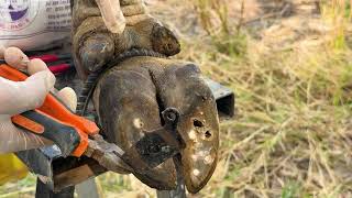 Ep493- Screw with Nails WAS STUCK IN cow's hoof , Cut ,Trim and Cleaning
