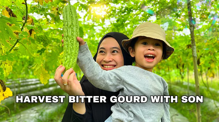 HARVEST BITTER GOURD WITH SON  (episode 1)