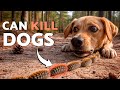 Pine Processionary Caterpillar in Dogs 🐛⚠️🐶 Symptoms &amp; What To Do (Emergency Guide)