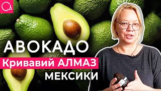 Авокадо – все про користь екзотичного фрукта