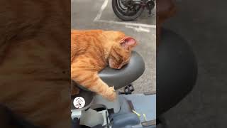 Latest Funny Cats Shorts Best Moments of Funny Cats Doing Funny Things  EPS1028 #funnycats