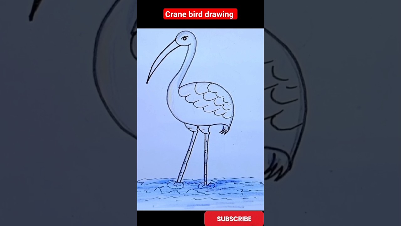 Crane bird drawing easy/drawing a crane bird