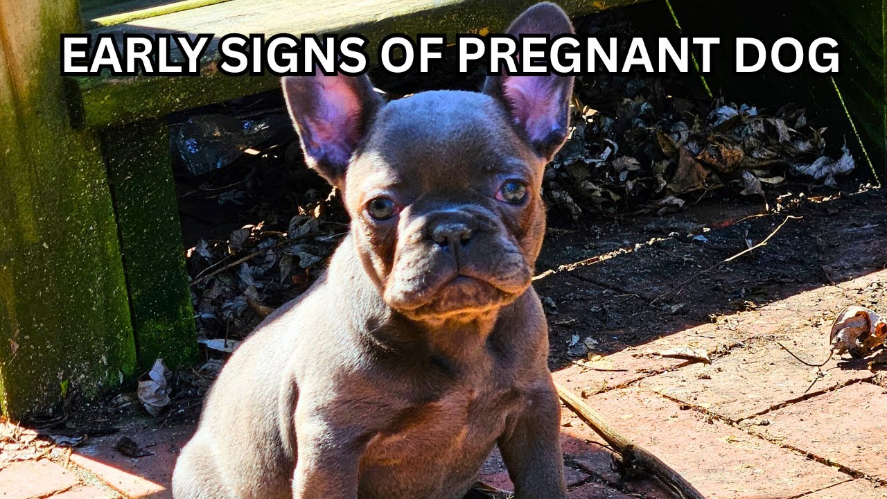 Early Signs Of Dog Pregnancy - French Bulldog