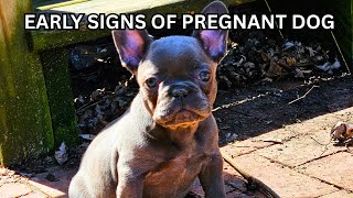 Early Signs Of Dog Pregnancy - French Bulldog