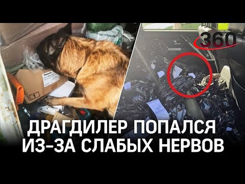 Зайка сдала наркокурьера: драгдилер развозил "товар" на дорогом Мерседесе в Петербурге