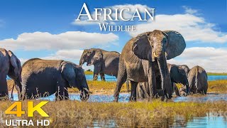 Our Planet | 4K African Wildlife 🌎 Great Migration from the Serengeti to the Maasai Mara, Kenya