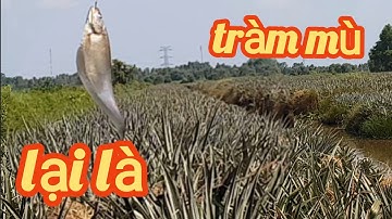 vào những điểm câu cá thác lác lý tưởng 👉Tràm Mù/kỷ niệm câu cá/6/5/2023