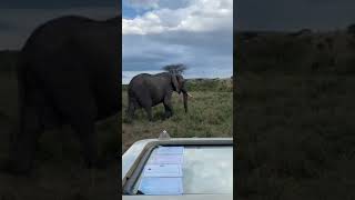 Mahali Mzuri #sofasafari | Episode 13