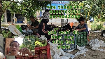 giá xoài đài loan hôm nay ngày 30/11/2025 tại khu vực định quán đồng nai ( thành hoàng tv ) 👍