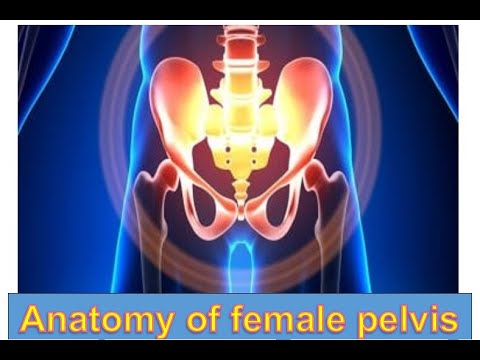    الحوض الأنثوي التصميم العبقري لبوابة الحياة   المراه