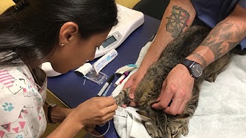 Sk11 Cephalic venipuncture on a cat