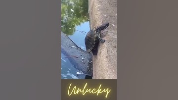 Try Not To Laugh Watching Funny Animal Fails Compilation Turtle Fail 2021 🤣 #shorts