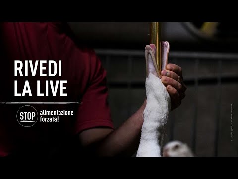 Foie gras: come fermare l’alimentazione forzata in Europa