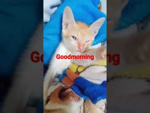 goodmorning cat