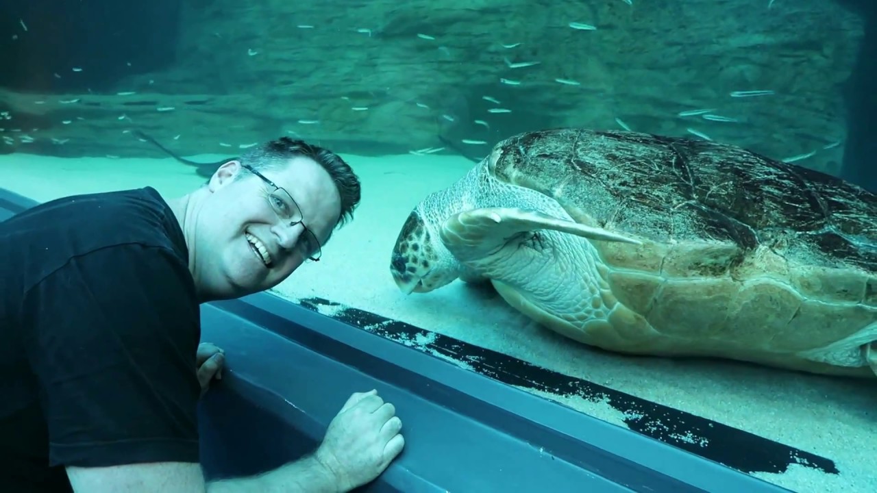 TWO OCEANS AQUARIUM CAPE TOWN, SOUTH AFRICA YouTube