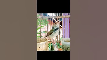 tembakan pedas prenjak lumut#prenjakmerah #prenjaklumutgacor #prenjakgunung #shorts