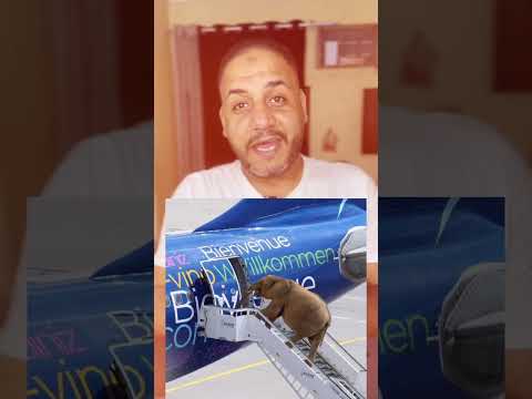 لية بيحطو كتاكيت مع الفيل في الطيارة 