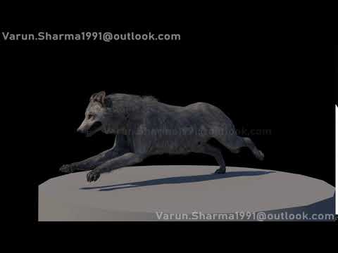 Wolf Run Cycle | Varun Sharma