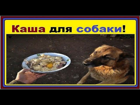 Вопрос: Можно ли давать мопсу борщ и курицу?