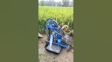 The process of irrigating rice fields with water #shorts