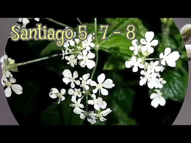 Santiago 5 : 7 - 8 - Esther Larios class=