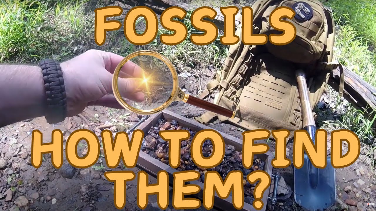 Fossil Hunting: Quick Guide