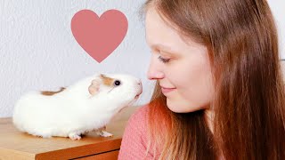 What Guinea Pigs LOVE About Their Humans
