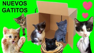 24 horas cuidando a un bebe gatito y sus amigos gatitos / Videos de gatos graciosos Luna y Estrella