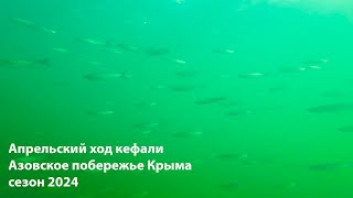 Апрельский ход кефали Подводная охота 2024 дневная охота 2024 морская дневная охота 2024