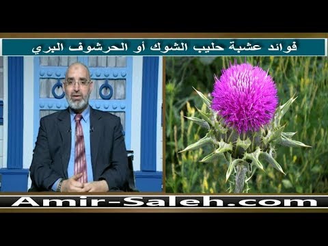 فوائد عشبة حليب الشوك أو الحرشوف البري | الدكتور أمير صالح