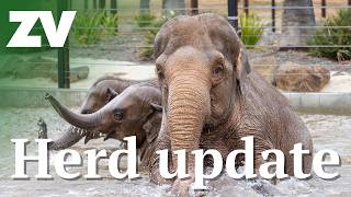 What's new with the Elephant Herd at Werribee?